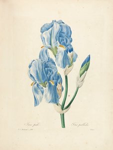 Iris Pallida, Victor metszet, a „Legszebb virágok és legszebb gyümölcsök kiválasztása” című kötetből, 1. évf. II, 1827-33